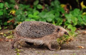 ワキガ対策に効果のあるサプリはどれですか？