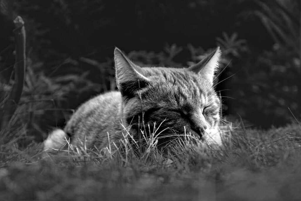 ワキガの睡眠不足が引き起こす匂いの変化とは？