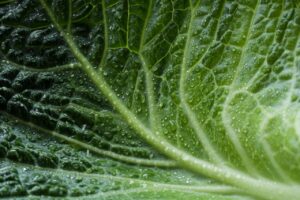 ワキガは水分不足で匂いが濃くなるの？