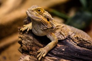 ワキガに重曹を使ったケアの効果はある？